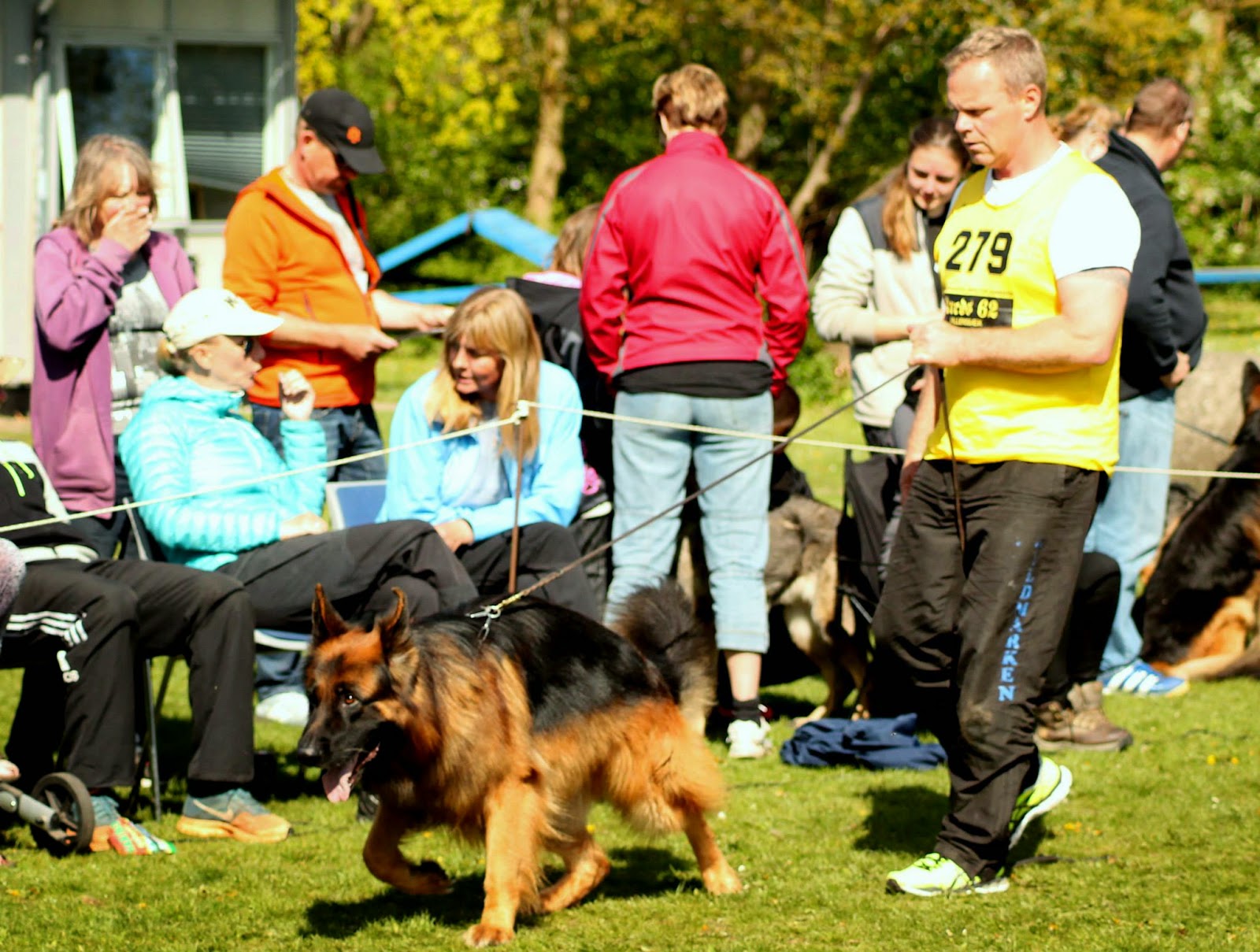 Haus Qira - Langhåret schæferhund