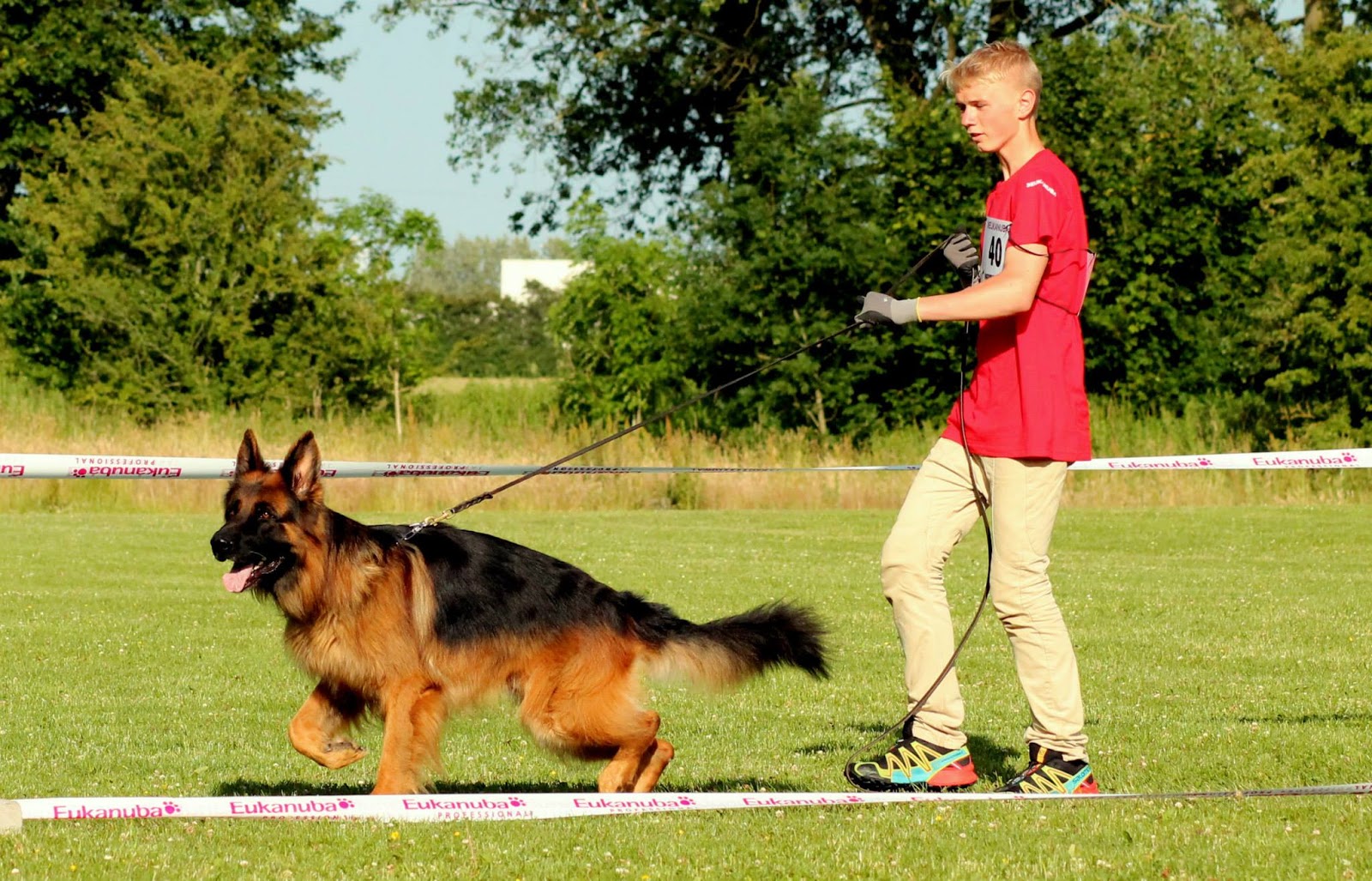 Haus Qira - langhåret schæferhund