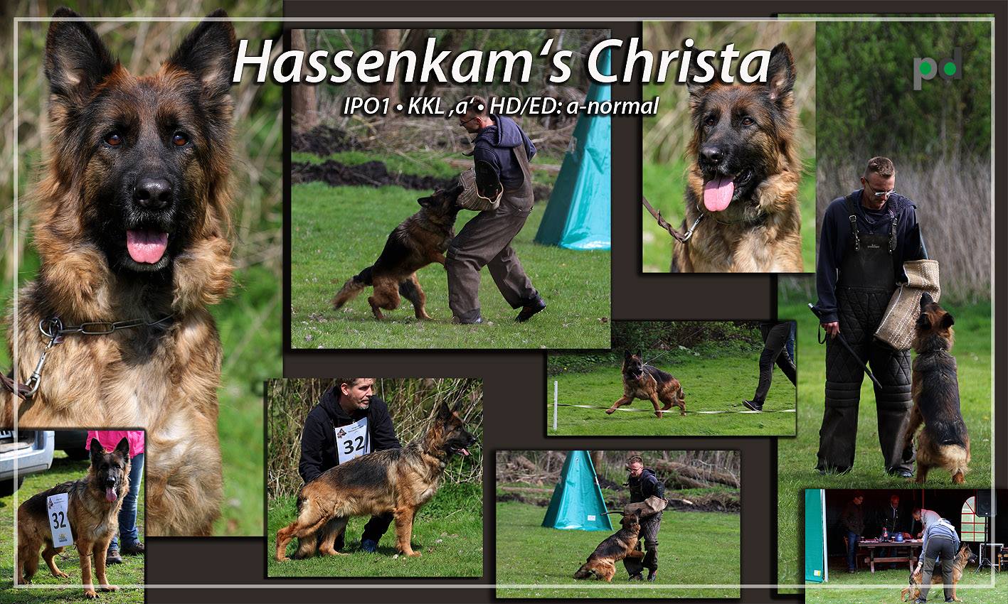 Haus Qira - langhåret schæferhund