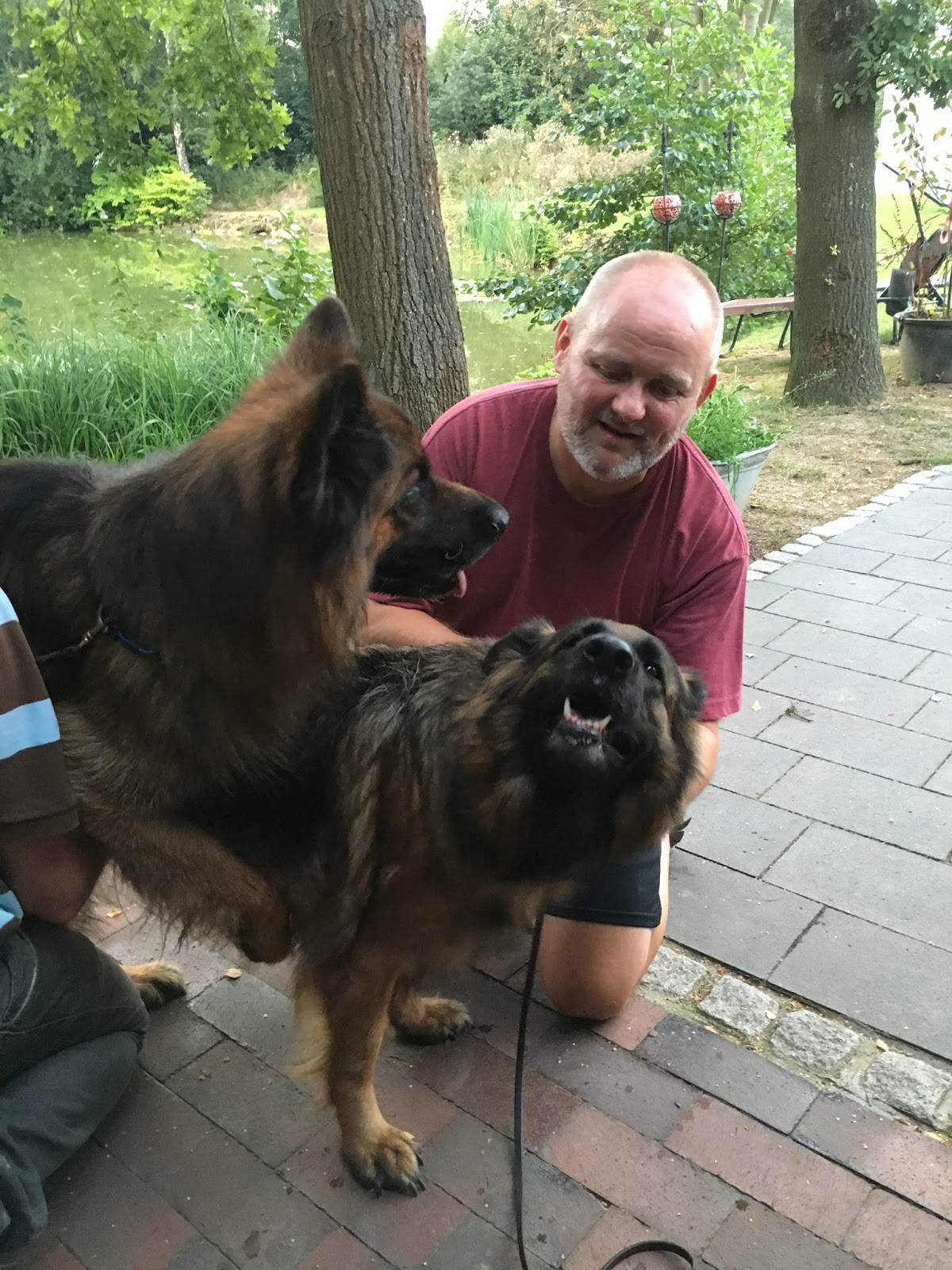 Haus Qira - langhåret schæferhund
