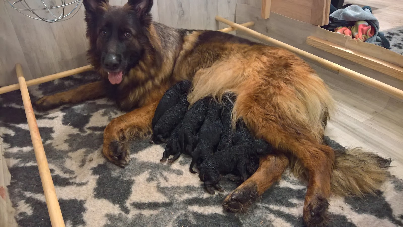 Haus Qira - langhåret schæferhund