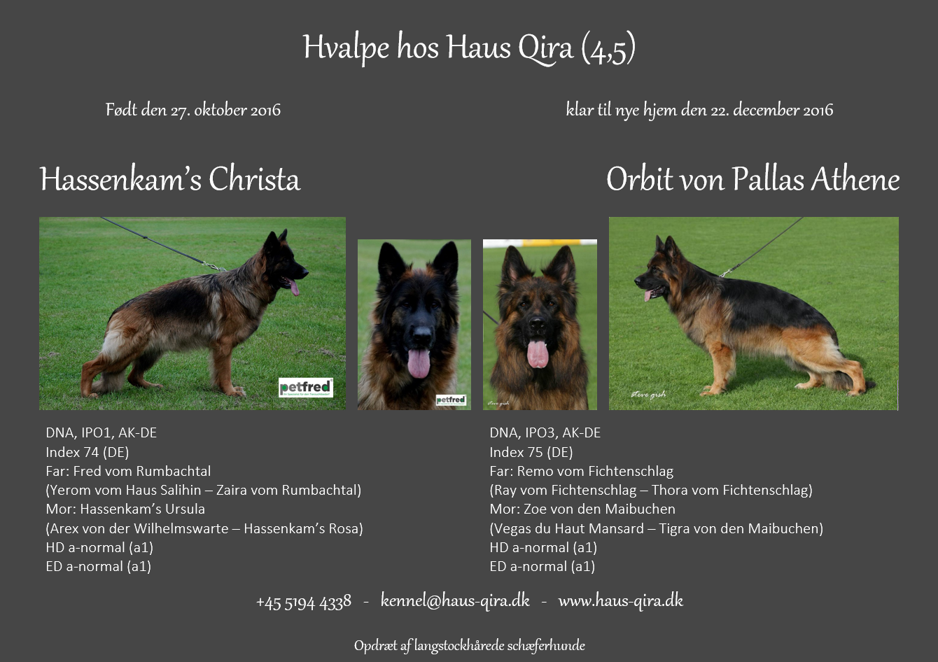 Haus Qira - langhåret schæferhund