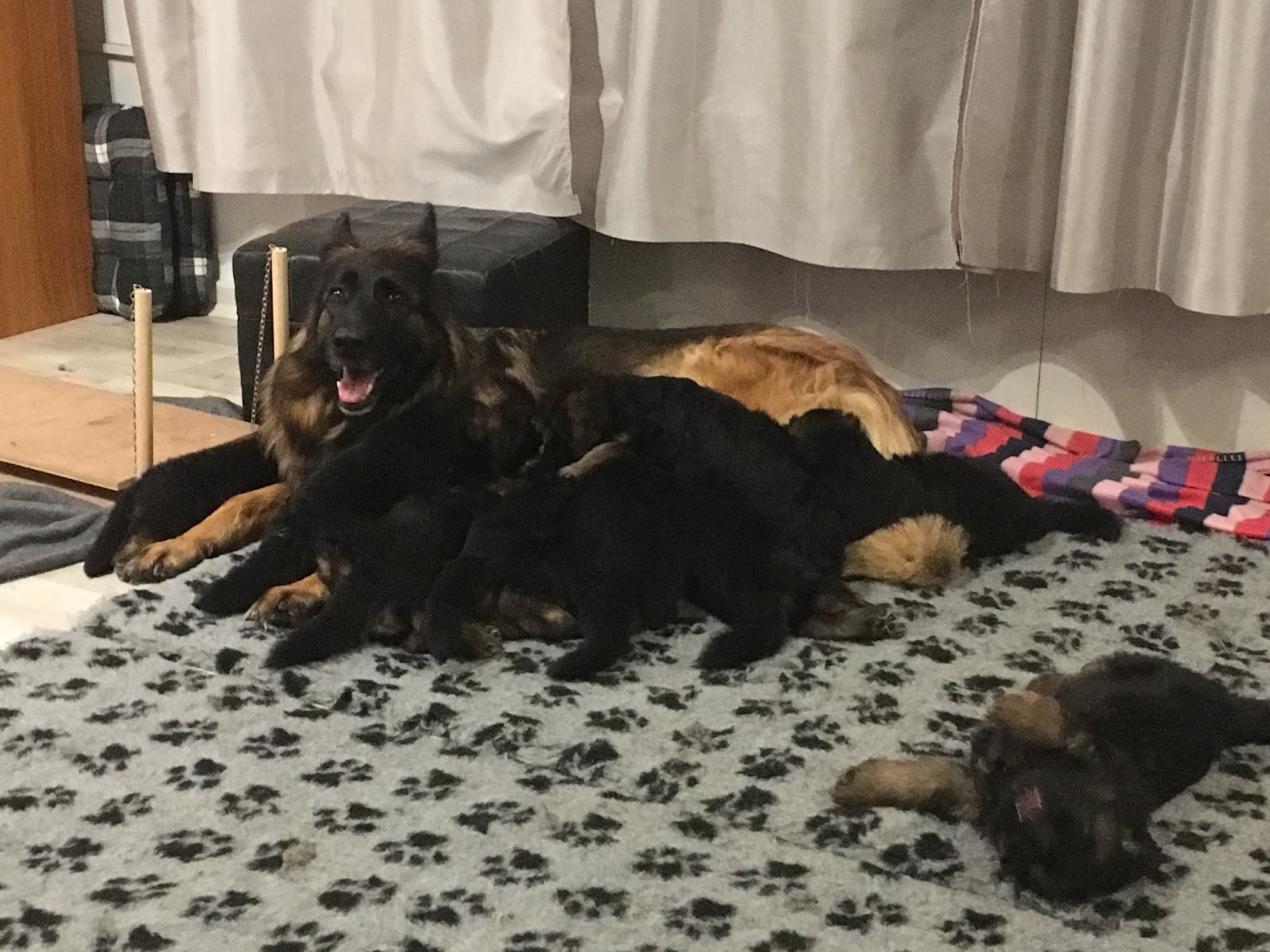 Haus Qira - langhåret schæferhund