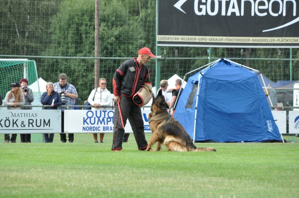 SSM 2017 Hassenkam's Christa - langhåret schæferhund