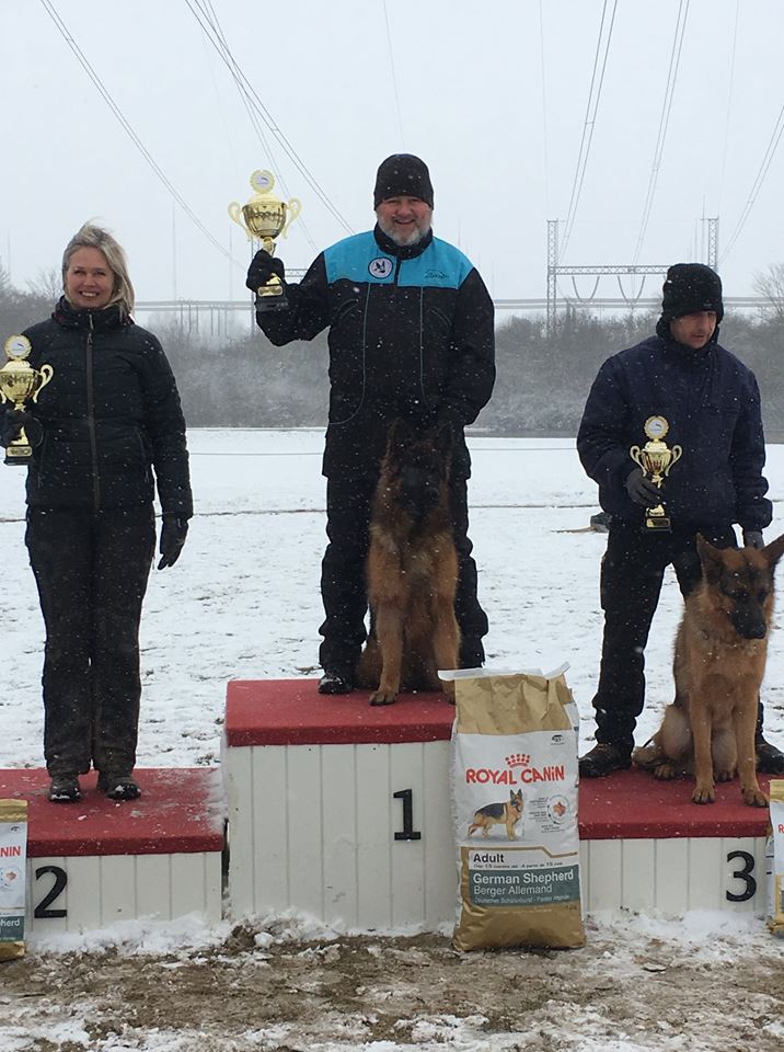 Olexius Yvie - langhåret schæferhund