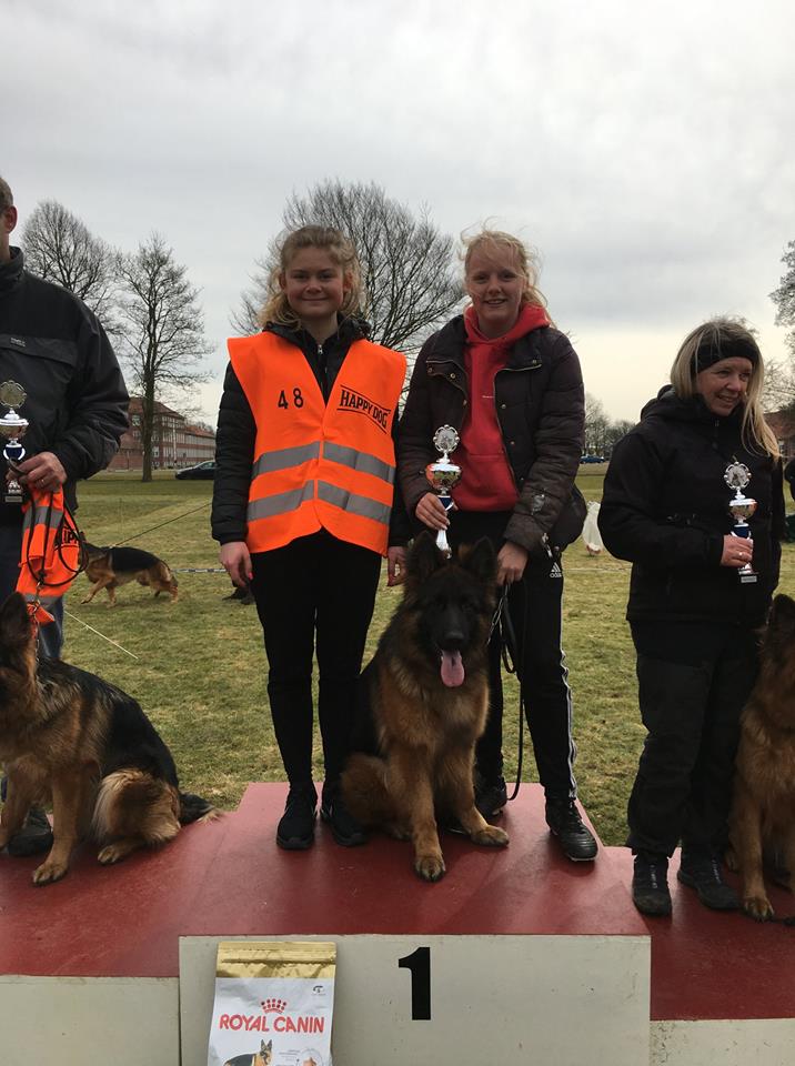 Olexius Yvie - langhåret schæferhund