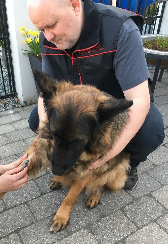 Haus Qira - langhåret schæferhund