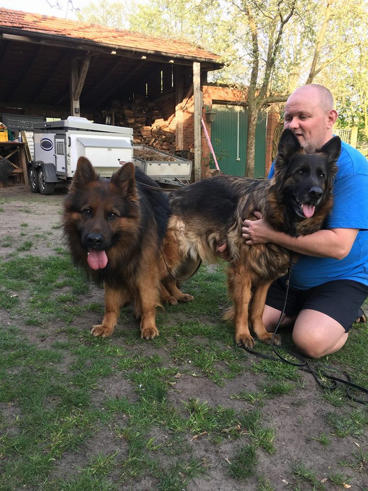 Haus Qira - langhåret schæferhund