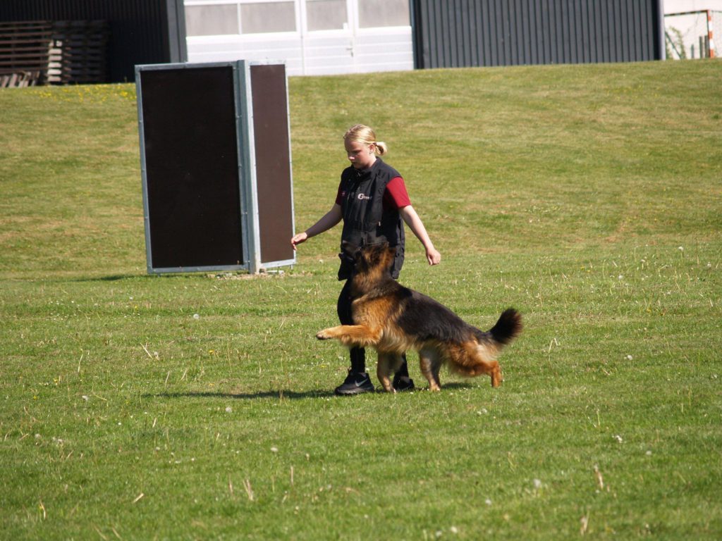 Olexius Yvie langhåret schæferhund