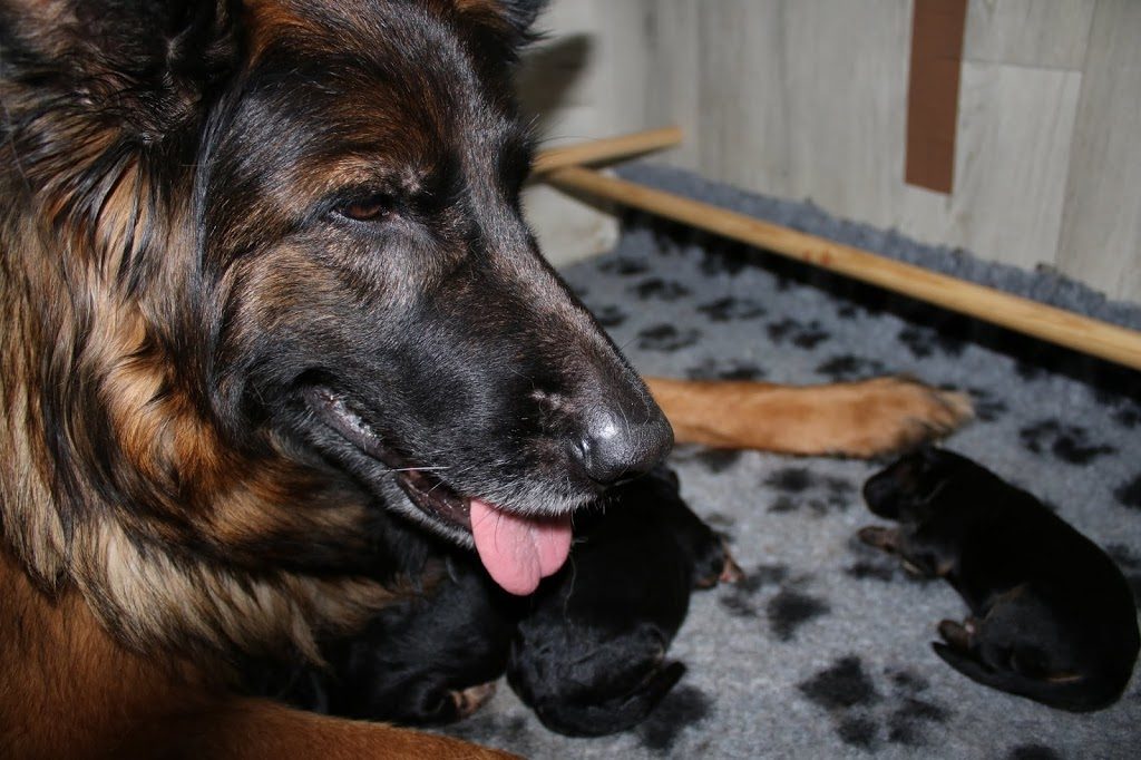 Christa - langhåret schæferhund
