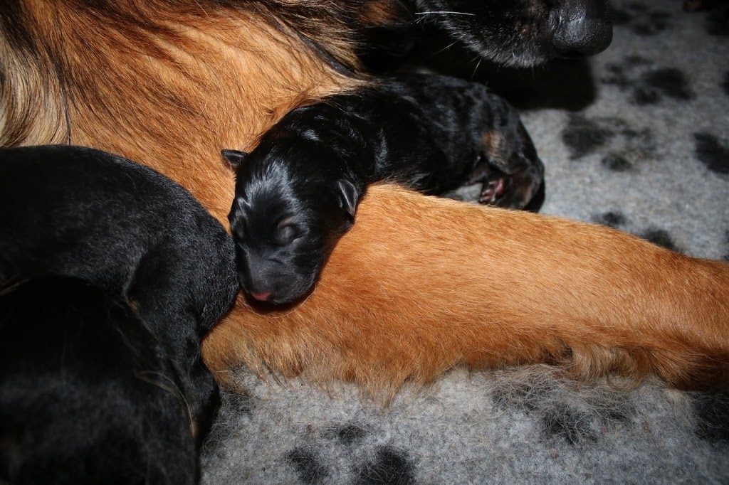 Christa - langhåret schæferhund