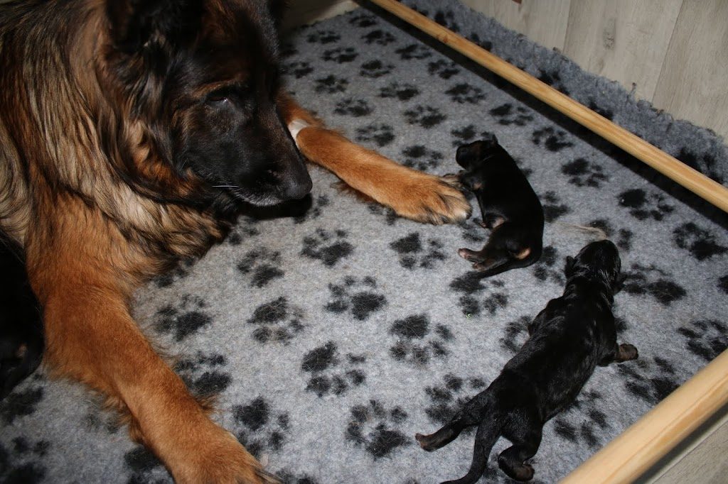 Christa - langhåret schæferhund