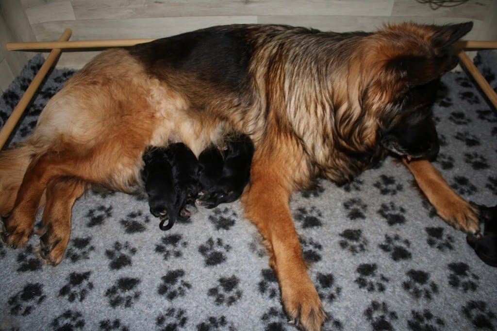 Christa - langhåret schæferhund