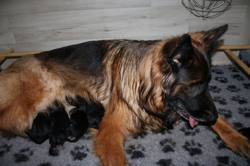 Christa - langhåret schæferhund