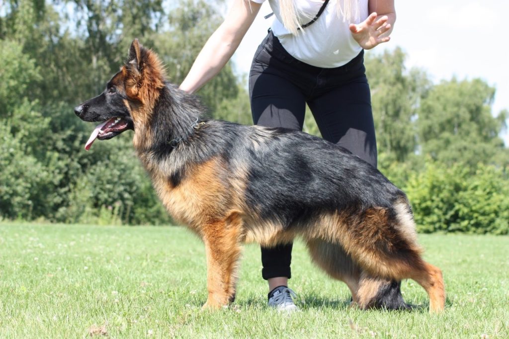 Olexius Yvie - langhåret schæferhund