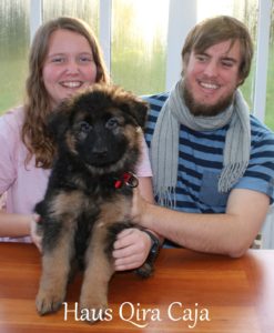 Haus Qira Caja - langhåret schæferhund
