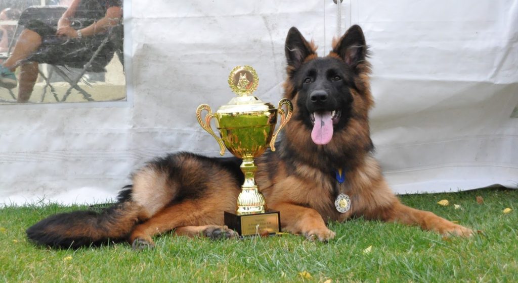 Olexius Yvie - langhåret schæferhund