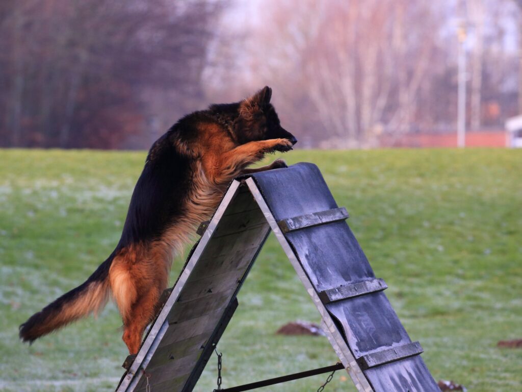 Olexius Yvie - langstockhåret schæferhund