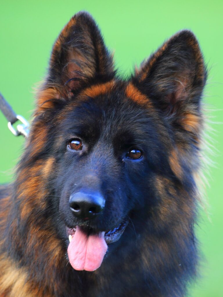 Olexius Yvie - langstockhåret schæferhund