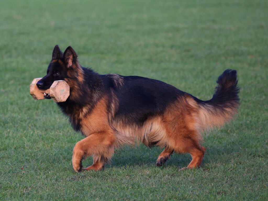 Olexius Yvie - langstockhåret schæferhund
