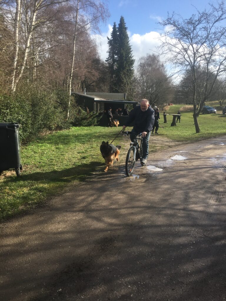 Olexius Yvie - langstockhåret schæferhund