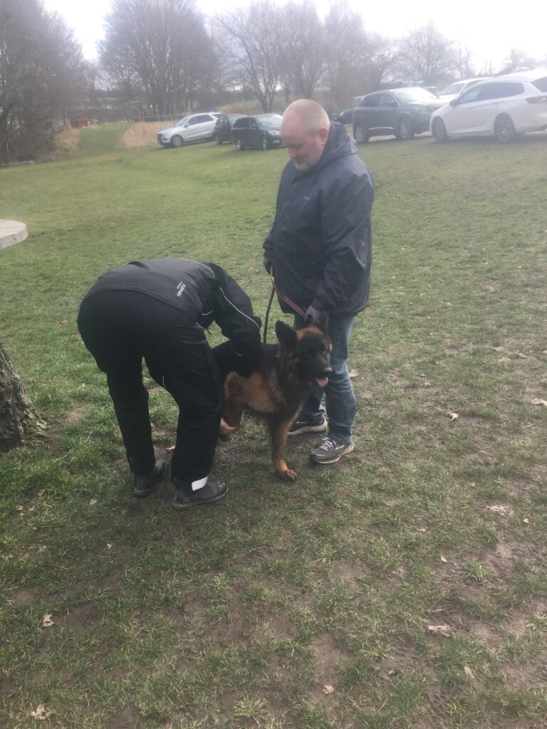 Olexius Yvie - langstockhåret schæferhund