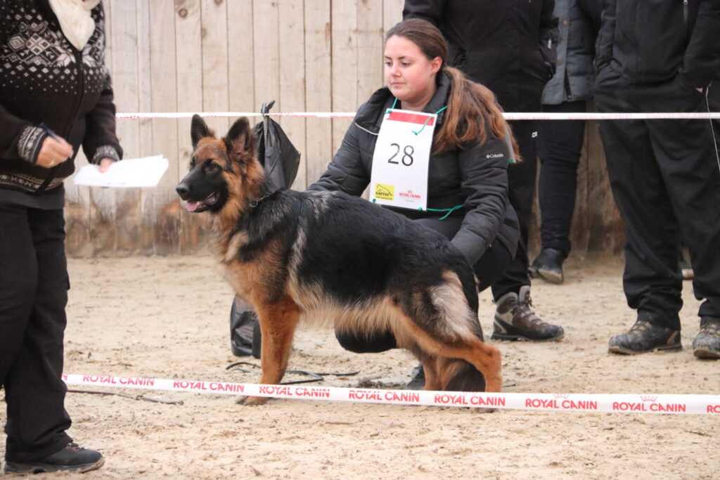 Utah vom Steinburgerhof - langstockhåret schæferhund