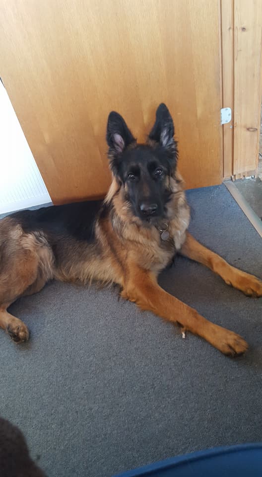 Endnu en Haus Qira hund har fået DKK bedømte HD / AD resultater!