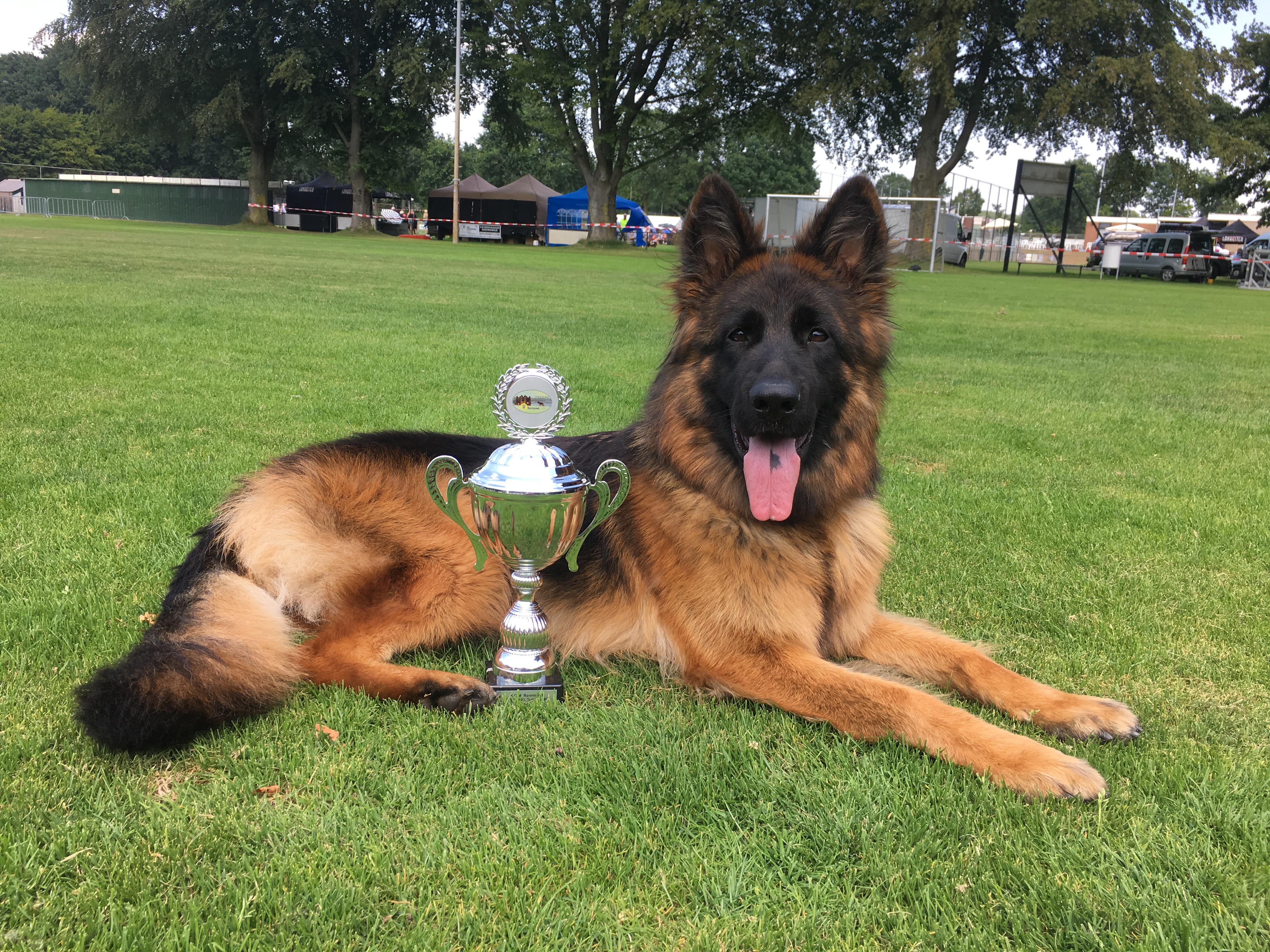 Hollandsk Sieger Schau 2018 – en hel lørdag kun med langhårede schæferhunde