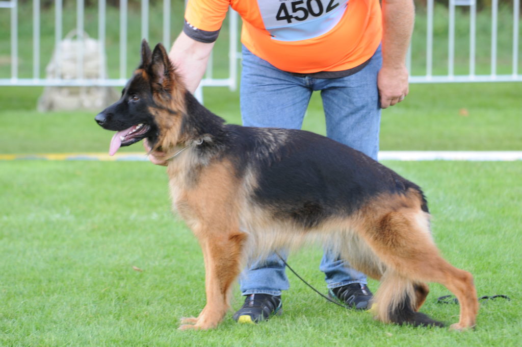 Olexius Yvie - langhåret schæferhund