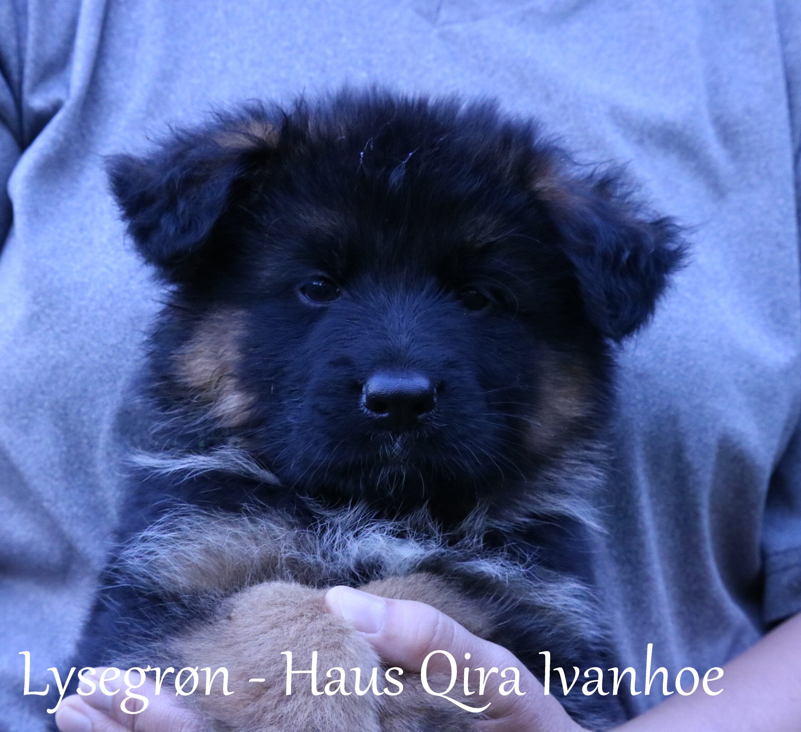 Haus Qira I-kuld headshots 7 uger gamle