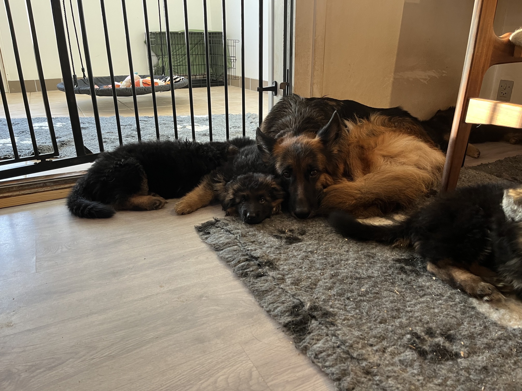 **UPDATE!** Ludwig har fundet sin nye familie! Vi har en hanhvalp som søger efter sin nye familie.