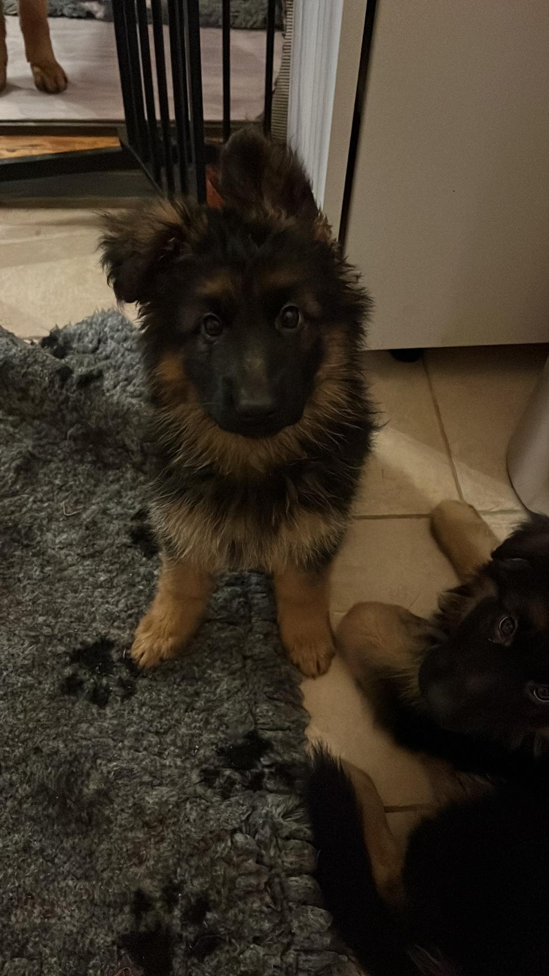 **UPDATE** Lotus har fundet sin nye familie! Frække Haus Qira Lotus leder efter sin nye familie!