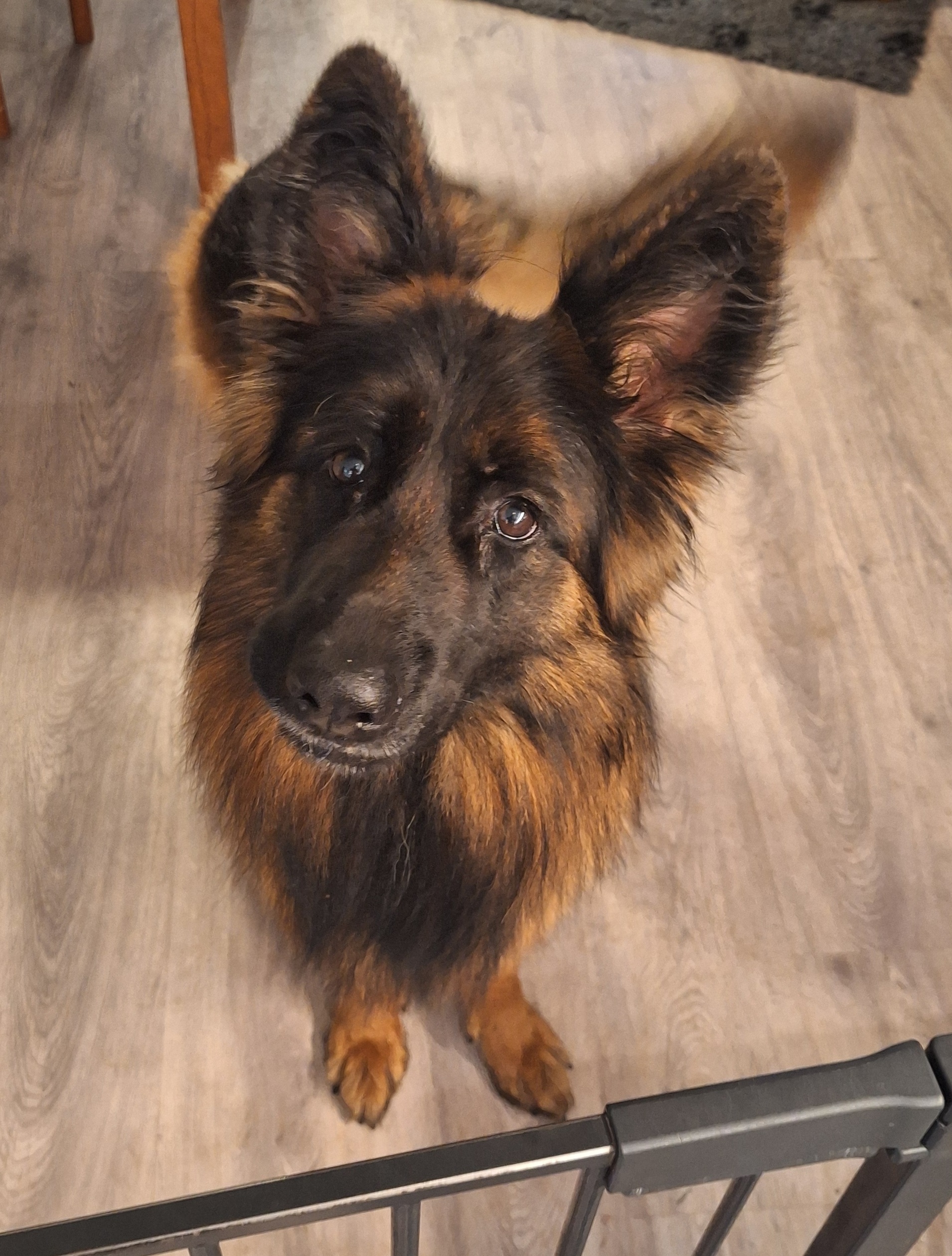 Haus Qira Noel har bestået IGP2