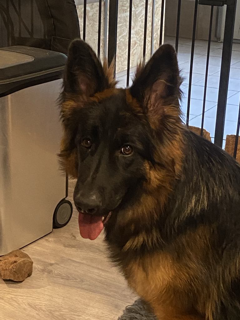 **Update** Piper har fundet sin nye familie!     Piper på 10½ måneder, leder efter sin nye familie.