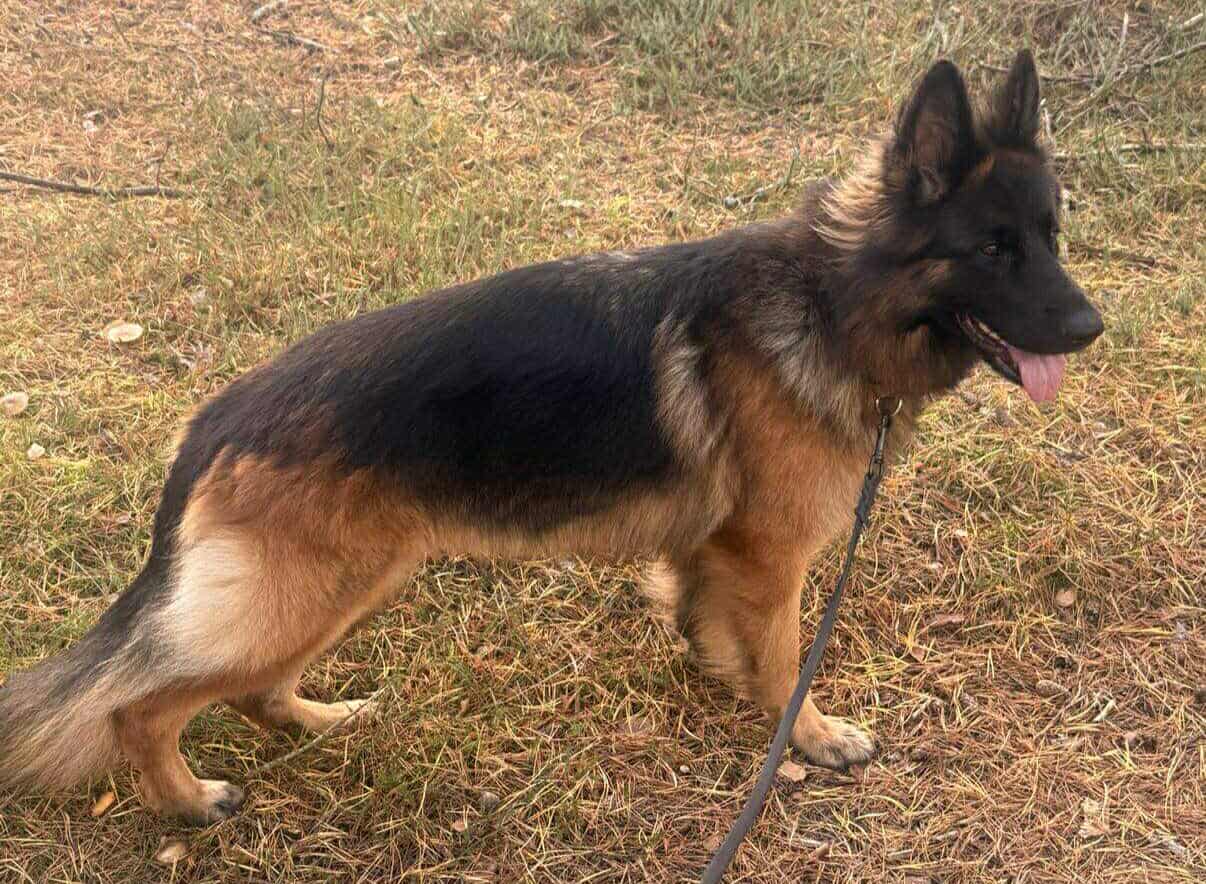 Haus Qira Monique er nu klar til avl